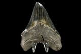 Serrated, Fossil Megalodon Tooth - Georgia #114619-2